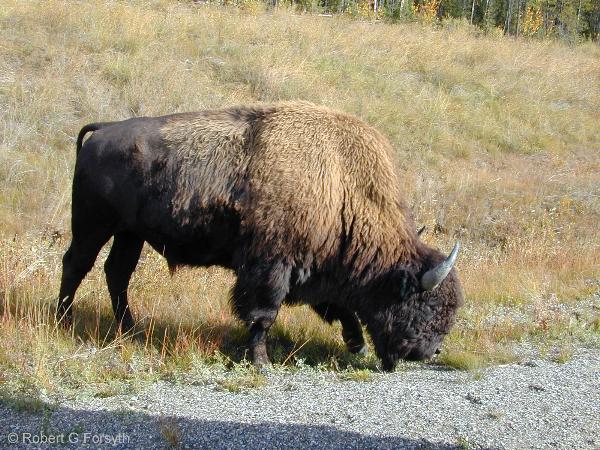 Photo of Bison bison by <a href="http://www.mollus.ca/">Robert  Forsyth</a>